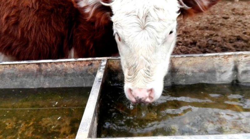 Lluvia esperanzadora, dicen productores de la ganadería 